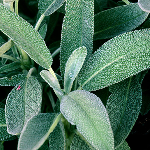 20g Punnet of Sage - Christmas Delivery